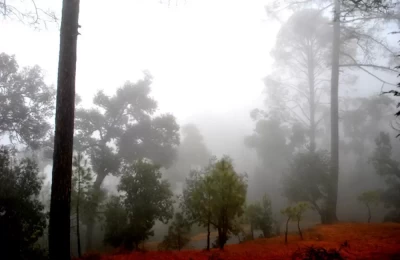 Misty Mall Road in Ranikhet
