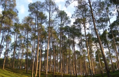 Pine forest in Ranikhet