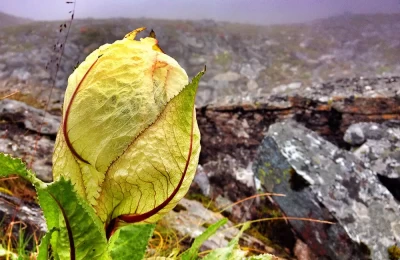 Braham Kamal. The state flower of Uttarakhand. Bhagua Vasa, En Route Roopkund