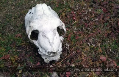Skull found on the way to Rudranath