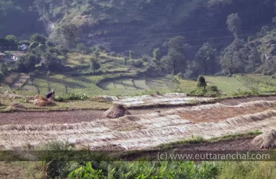 Fields in Sagar Village (base point of Rudranath)