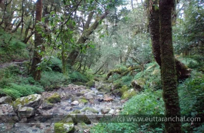 Dense Forests and streams during the trek
