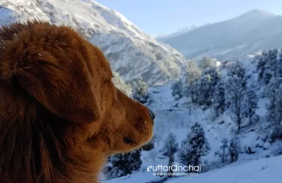 Sankri village after snowfall.