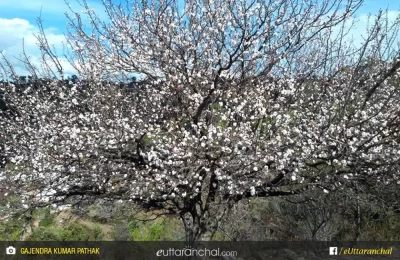 The colors of nature at Matila shitlakhet. बसंत ऋतू में खिला खुबानी का पेड़ - मटीला (शीतलाखेत), अल्मोड़ा।