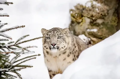 Snow Leopard Tours in Uttarakhand