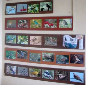 Uttarakhand is famous for bird watching - The wall dedicated to bird pictures