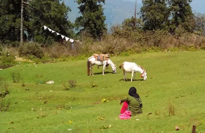 Green grass field and ransuli trees behind Surkanda Devi temple situated on Mussoorie Chamba Tehri Road.