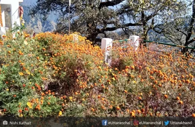 Blooming flowers at Valley of flowers.