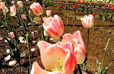 Tulip Flowers in Gopeshwar