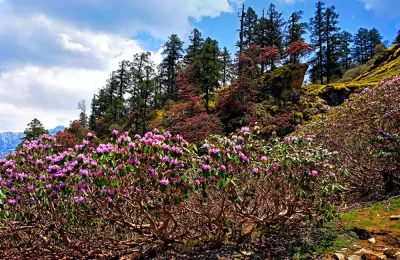 A variety of Rhododendron flowers, on the way to Tungnath.