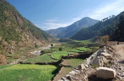 Paddy fields in Uttarkashi