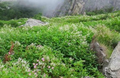 Valley of flowers, India