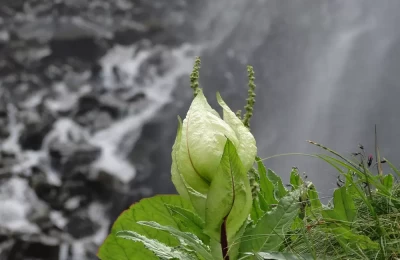 Flora and Fauna in Valley of Flowers