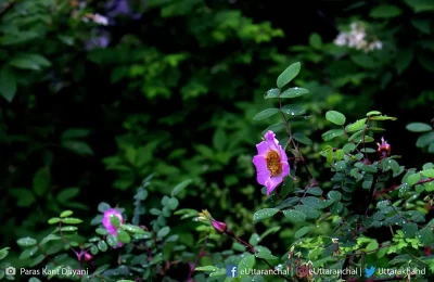 Variety of flowers at Valley of flowers Uttarakhand.
