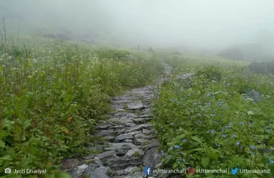 Valley of flowers park in monsoon.
