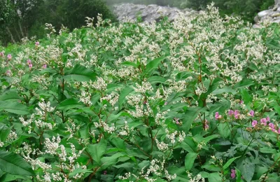 variety of flower at valley of flowers national park
