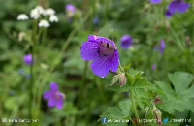 Flowers at Valley of flowers.