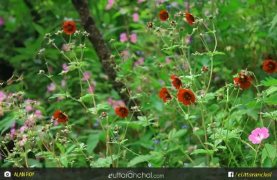 flowers of multiple varieties at valley of flowers, uttarakhand