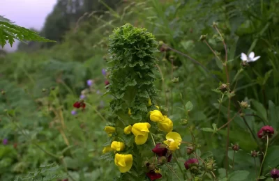 rare varieties of flowers in valley of flowers national park.