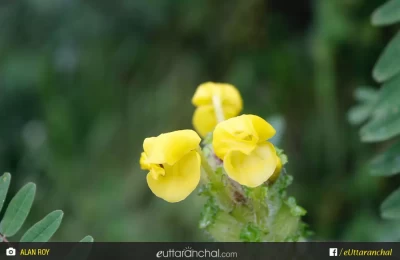 Flowers at valley of flowers national park
