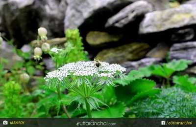 flowers at valley of flowers national park.