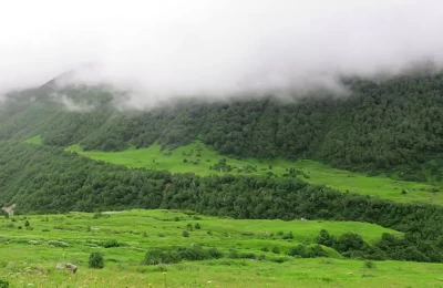 clouds engulfing the trees at valley of flowers, uttarakhand.
