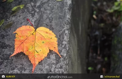 A beautiful dry leaf at Valley of flowers.