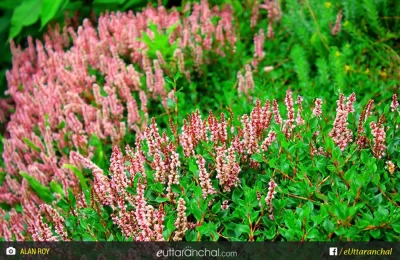 A variety of flower in full bloom on the month of August in Valley of flowers in uttarakhand