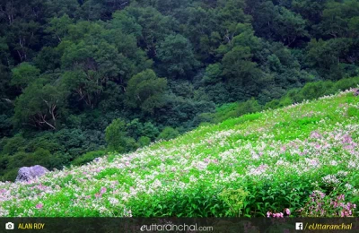 The slopes of flowers at valley of flowers national park in uttarakhand.