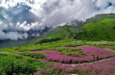 Colorful bed of flowers in Valley of flowers in uttarakhand.