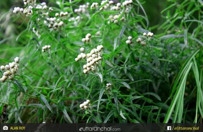 A species of flowers which blooms during monsoon in valley of flowers.