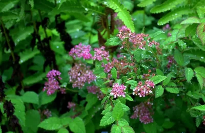 Flowers on a rainy day in Valley of flowers.