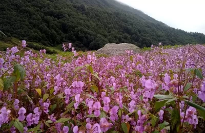 Flowers to fall in love with at Valley of flowers