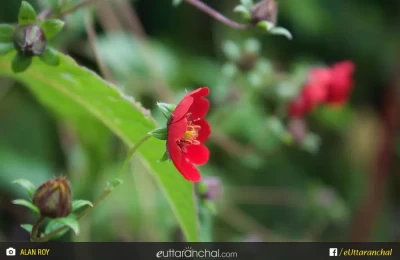 Flowers at full bloom in the month of August in Valley of flowers.