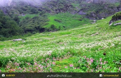 meadows of valley of flowers in Uttarakhand.