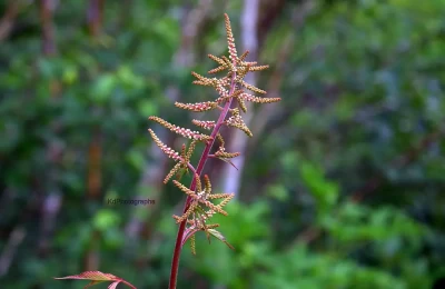 Vegetation in valley of flowers