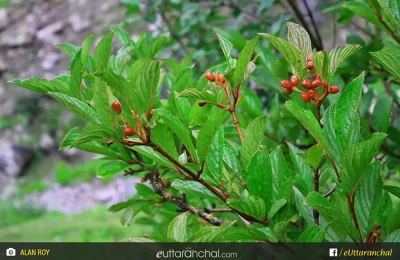 vegetation at its peak during monsoon in Valley of flowers