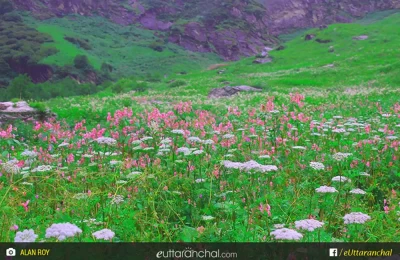 flowers during monsoon season in Valley of flowers.