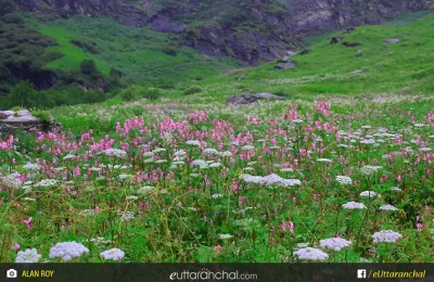 flower meadows at valley of flowers national park
