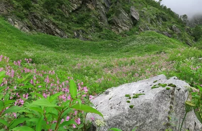 flower bed at valley of flowers