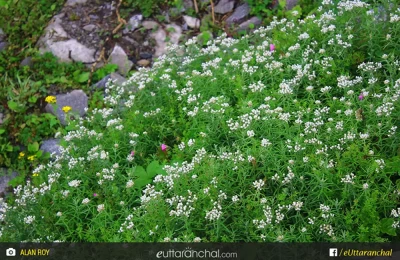 flowers at valley of flower
