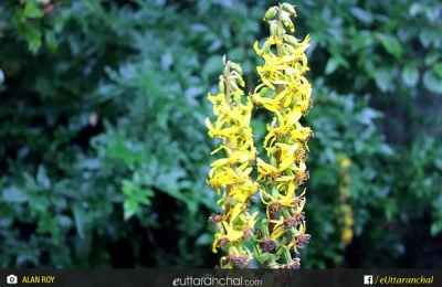 Some of the rare flower species at Valley of flowers