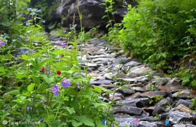 Trek with beautiful flowers towards valley of flowers national park.