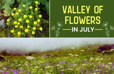 Valley of flowers In July