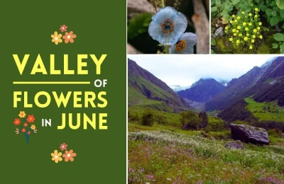 Valley of flowers in June