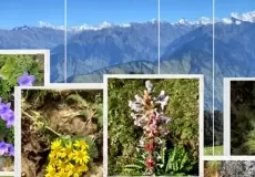 Alpine Flowers in Phulara Ridge