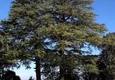 Cricket Ground in Abbott Mount