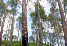 Pine Forest on the way to Bageshwar