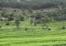 Fields near Bageshwar