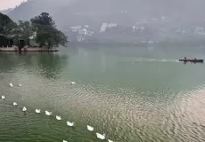 Swans lined up in Bhimtal - amazing view